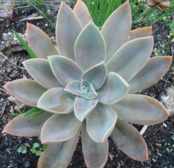 Ghost Plant in the soil - Selecting Succulents